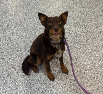 Terrier Dogs Available for Adoption in Athens, Tennessee - Cola | PetCurious