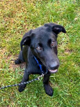 Bacon -  Black Labrador Retriever Dog for Adoption in Grand Rapids, Michigan - Bacon | PetCurious