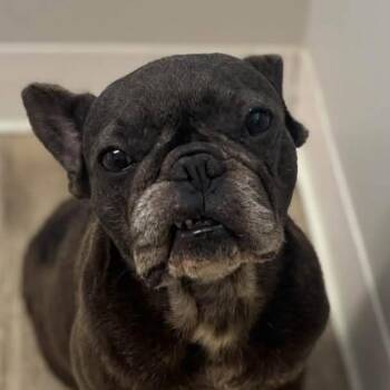 Lucy -  French Bulldog Dog for Adoption in Covington, Tennessee - Lucy | PetCurious