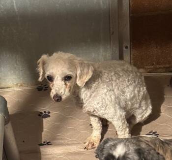 Rescue Miniature Poodle Dogs for Adoption in Severance, Colorado - Precious | PetCurious