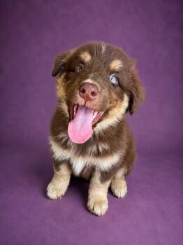 Gypsy -  Husky and Australian Shepherd Dog for Adoption in Heber Springs, Arkansas - Gypsy | PetCurious