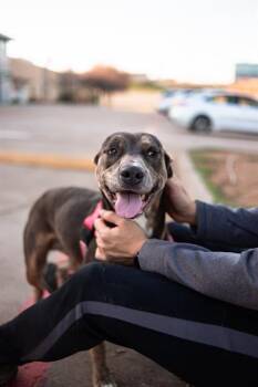 Mixed Breed Dogs Available for Adoption in Dallas, Texas - NENA | PetCurious