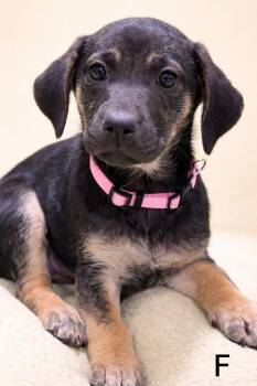 Labrador Retriever Dogs Available for Adoption - Lady | PetCurious