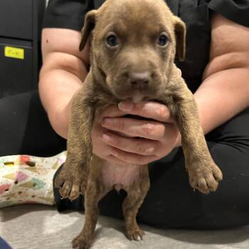 Labrador Retriever and Pit Bull Terrier Dogs Available for Adoption in Waldorf, Maryland - Skye | PetCurious