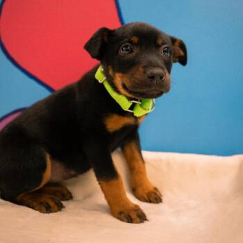 Goji Berry -  Mixed Breed Dog for Adoption in Cheyenne, Wyoming - Goji Berry | PetCurious
