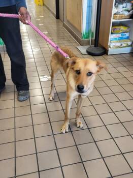 Labrador Retriever Dogs Available for Adoption in Burbank, California - BARBIE | PetCurious