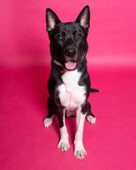 *Sparta* -  Border Collie Dog for Adoption in Salt Lake City, Utah - *Sparta* | PetCurious