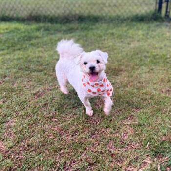 Casper -  Maltese and Bichon Frise Dog for Adoption in Enterprise, Alabama - Casper | PetCurious