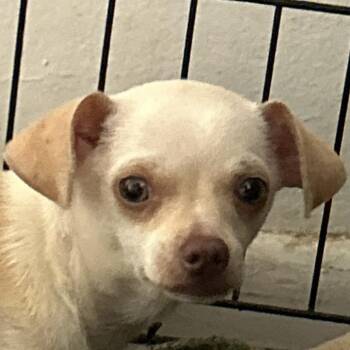 Honeydew -  Mixed Breed Dog for Adoption in Leander, Texas - Honeydew | PetCurious