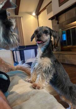 Mariah -  Schnauzer Dog for Adoption in Odenton, Maryland - Mariah | PetCurious