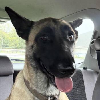 Uma Thurman -  Belgian Shepherd Malinois Dog for Adoption in Greenfield, Indiana - Uma Thurman | PetCurious
