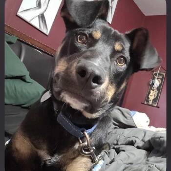 Doberman Pinscher Dogs Available for Adoption - Tuck | PetCurious