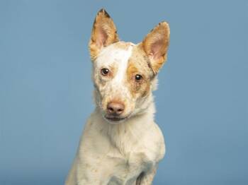 ETTA -  Australian Cattle Dog Blue Heeler Dog for Adoption in Phoenix, Arizona - ETTA | PetCurious