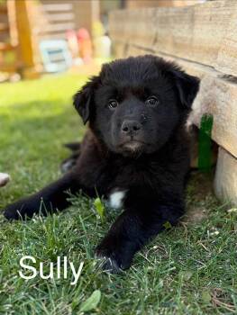 Sully -  Great Pyrenees Dog for Adoption in Winter Park, Colorado - Sully | PetCurious