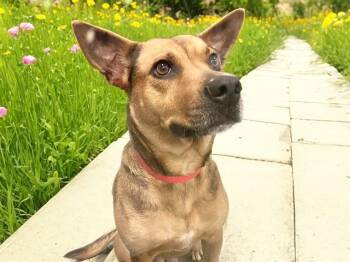German Shepherd Dog and Mixed Breed Dogs Available for Adoption - NOVA | PetCurious