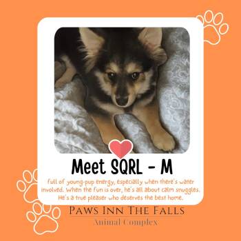 SQRL -  Pomsky Dog for Adoption in Niagara Falls, New York - SQRL | PetCurious