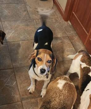 Beagle Dogs Available for Adoption in Overland Park, Kansas - Tilly - Fostered In KS | PetCurious