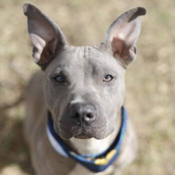 SPOOTIE -  American Staffordshire Terrier Dog for Adoption in San Antonio, Texas - SPOOTIE | PetCurious