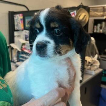 Leo (ID 51406) -  Cockapoo and Shih Tzu Dog for Adoption in Manassas, Virginia - Leo (ID 51406) | PetCurious