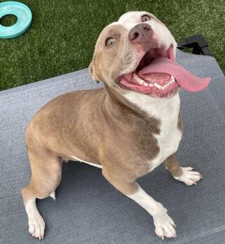 A137969 -  Mixed Breed Dog for Adoption in Palmetto, Florida - A137969 | PetCurious