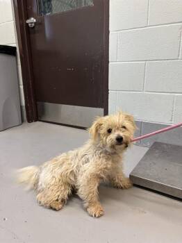 KELP -  Poodle and Shih Tzu Dog for Adoption in Corpus Christi, Texas - KELP | PetCurious