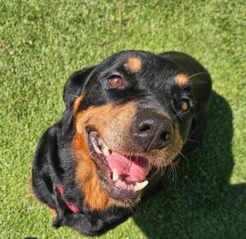 Vixie -  Rottweiler Dog for Adoption in Mooresville, North Carolina - Vixie | PetCurious
