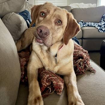 Chardonnay -  Labrador Retriever Dog for Adoption in Warrington, Pennsylvania - Chardonnay | PetCurious