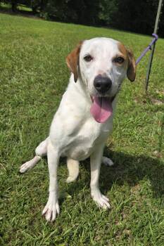 DJ -  Greyhound and Labrador Retriever Dog for Adoption in Attalla, Alabama - DJ | PetCurious