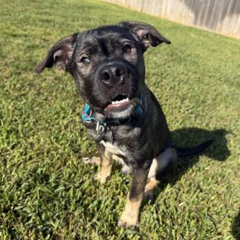 German Shepherd Dog Dogs Available for Adoption in Bryan, Texas - Odin | PetCurious