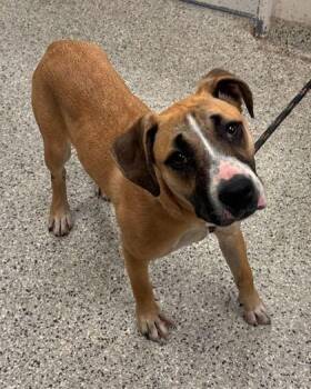 Mixed Breed Dogs Available for Adoption in Kansas City, Missouri - Ovation | PetCurious