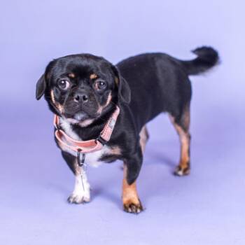 Nala -  Pug and Mixed Breed Dog for Adoption in Northbrook, Illinois - Nala | PetCurious