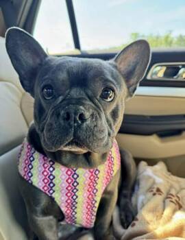 French Bulldog Dogs Available for Adoption in Heiskell, Tennessee - Blueberry | PetCurious
