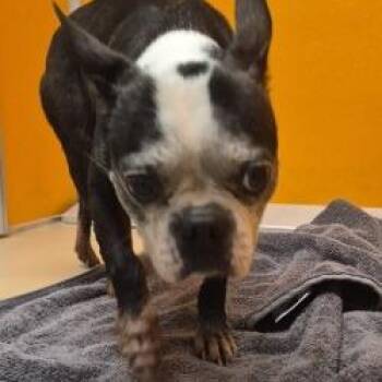 NAWC-Stray-64002 -  Boston Terrier Dog for Adoption in Norman, Oklahoma - NAWC-Stray-64002 | PetCurious