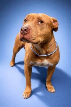 Mixed Breed Dogs Available for Adoption in Jacksonville, Florida - CONWAY TWITTY | PetCurious