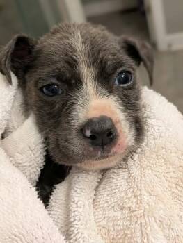 Cletus -  Mixed Breed Dog for Adoption in Huntsville, Alabama - Cletus | PetCurious