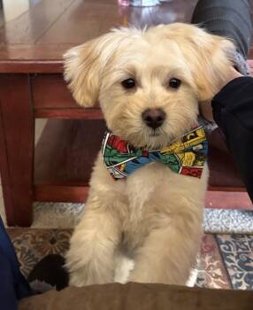Shih Poo Dogs Available for Adoption in Chandler, Arizona - Jack | PetCurious
