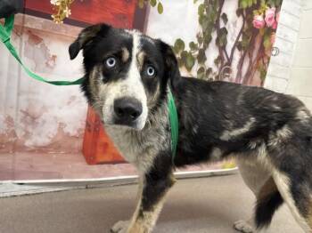 Collie and Mixed Breed Dogs Available for Adoption in San Bernardino, California - JERRY | PetCurious