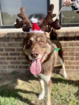 Rescue German Shepherd Dog and Husky Dogs for Adoption in Dickson, Tennessee - Hank | PetCurious