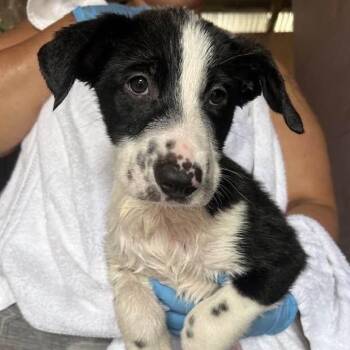RIGHTY -  Australian Cattle Dog Blue Heeler Dog for Adoption in Vacaville, California - RIGHTY | PetCurious