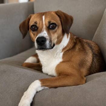 Regan -  Beagle and Mixed Breed Dog for Adoption in Kim, Colorado - Regan | PetCurious