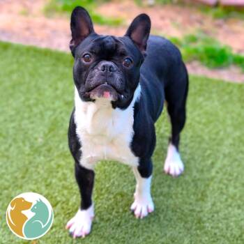 French Bulldog Dogs Available for Adoption in Toledo, Ohio - Nash | PetCurious