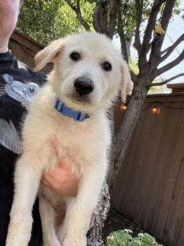 Ruby -  Great Pyrenees and German Shepherd Dog Dog for Adoption in Garland, Texas - Ruby | PetCurious