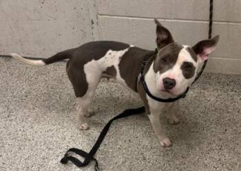Nairobi -  Pit Bull Terrier and Mixed Breed Dog for Adoption in Kansas City, Missouri - Nairobi | PetCurious