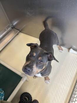 Staffordshire Bull Terrier Dogs Available for Adoption in Kalamazoo, Michigan - River | PetCurious
