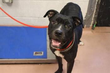 Rescue Mixed Breed Dogs for Adoption in Columbia, South Carolina - MAPLE | PetCurious