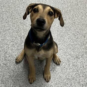 Harriet -  Hound Dog for Adoption in Grand Rapids, Michigan - Harriet | PetCurious