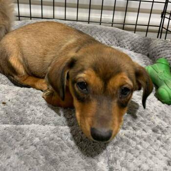 Chihuahua and Mixed Breed Dogs Available for Adoption in Buchanan Dam, Texas - Avocado | PetCurious