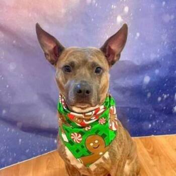 Jayde -  Mixed Breed Dog for Adoption in Dekalb, Illinois - Jayde | PetCurious