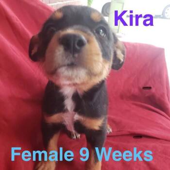 Kira -  Australian Cattle Dog Blue Heeler Dog for Adoption in Houston, Texas - Kira | PetCurious