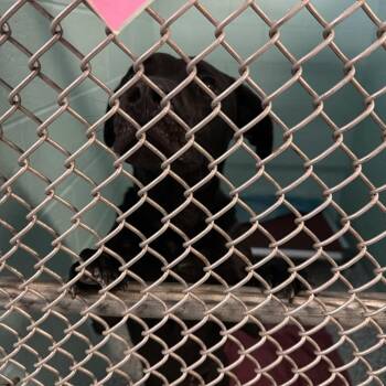 0707-D26 -  Mixed Breed Dog for Adoption in Port Charlotte, Florida - 0707-D26 | PetCurious